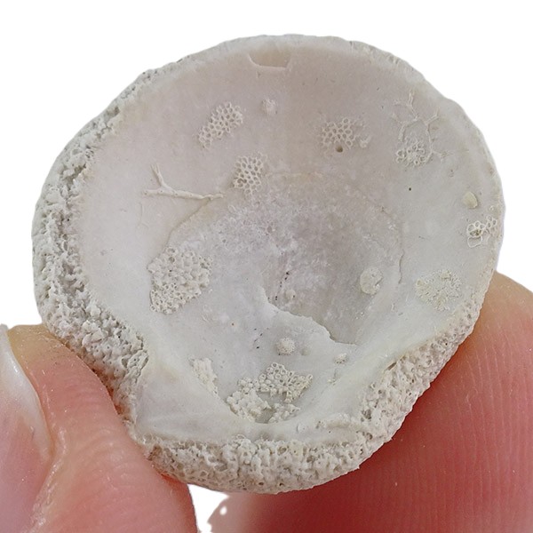 Parasmittina collum - 画像 (2)