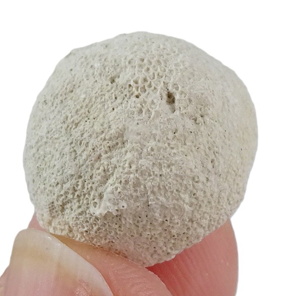 Parasmittina collum - 画像 (2)