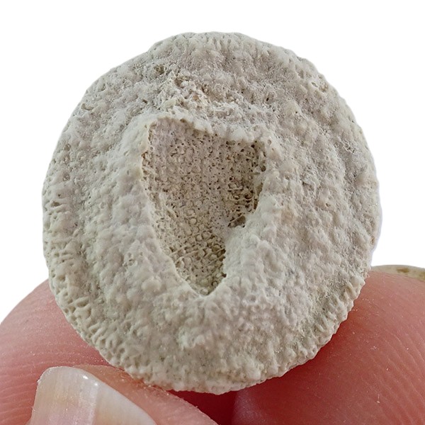 Parasmittina collum - 画像 (2)