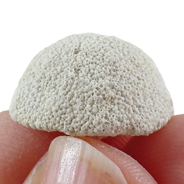 Parasmittina collum - 画像 (3)
