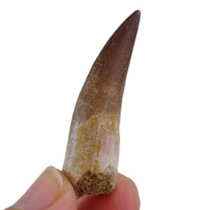 Zafarasaura oceanis