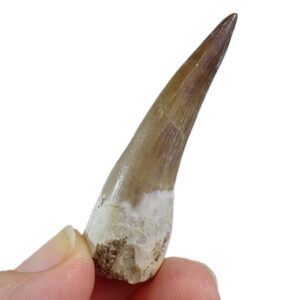 Zafarasaura oceanis