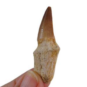 阿兰布尔哈利龙