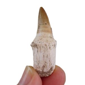Halisaurus arambourgi