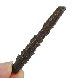 Radiola de Rhabdocidaris cortazari