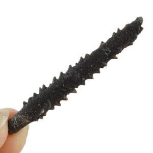 Radiola de Rhabdocidaris cortazari