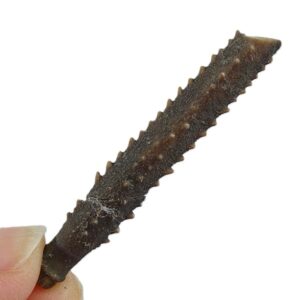 Radiola de Rhabdocidaris cortazari