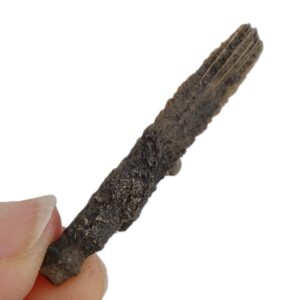 Radiola de Rhabdocidaris cortazari