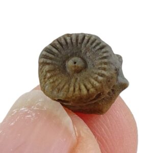 Millericrinus horridus