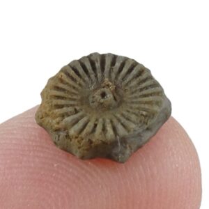 Millecrinus horridus