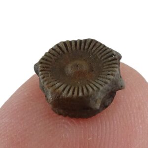Millecrinus horridus