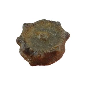 Millecrinus horridus