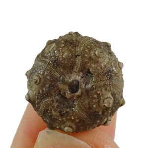 Pseudocidaris mammosa