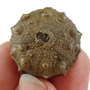 Gymnocidaris agassizi