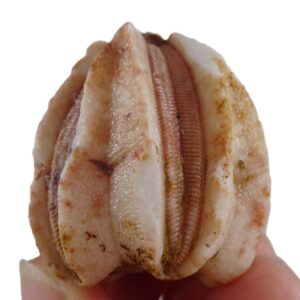 Deltoblastus permicus