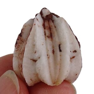 Deltoblastus permicus