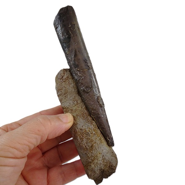 Megateuthis gigantea - Image 4