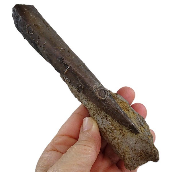 Megateuthis gigantea - Image 5