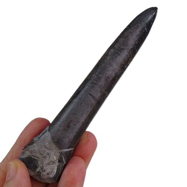 Passaloteuthis bisulcata
