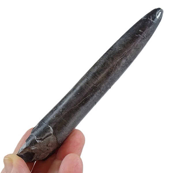 Passaloteuthis bisulcata - 画像 (5)