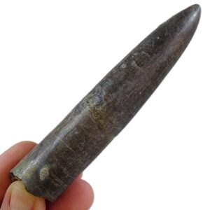 Passaloteuthis bisulcata