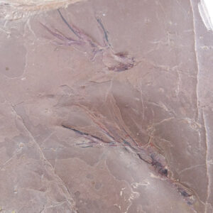 Salichnium pectinatus