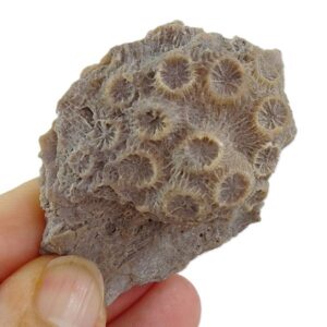 Phyllocaeniopsis cribaria
