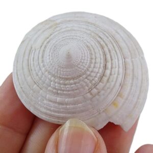 Architectonica nobilis