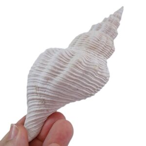Terebraspira scalarina