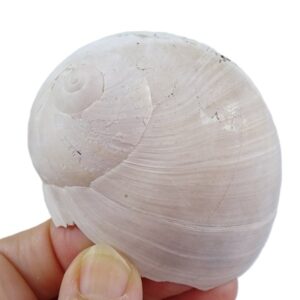 Neverita densata
