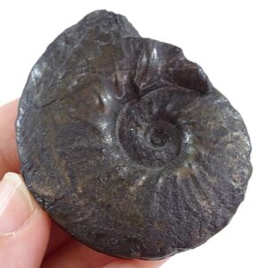 Parengonoceras sp.