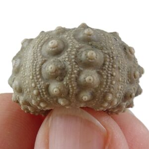 Hemicidaris luciensis