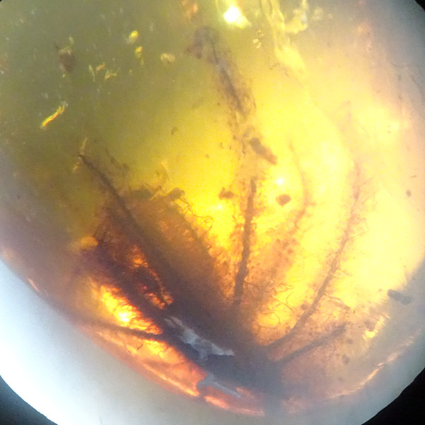 Eophylica priscatellata - 画像 (4)