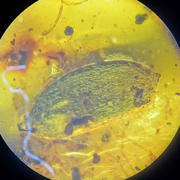 Semilla y coprolitos