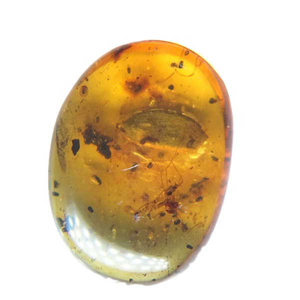 Semilla y coprolitos - Imagen 2