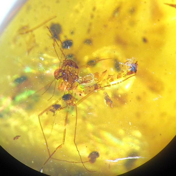 Semilla y coprolitos - Imagen 3