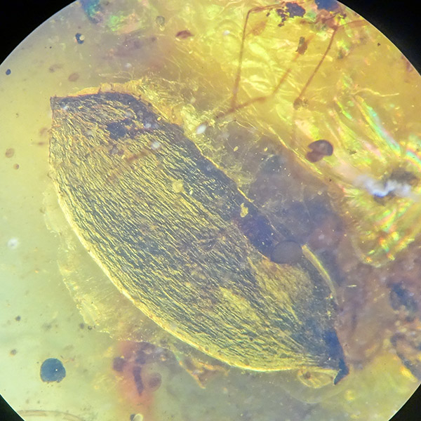 Semilla y coprolitos - Imagen 4