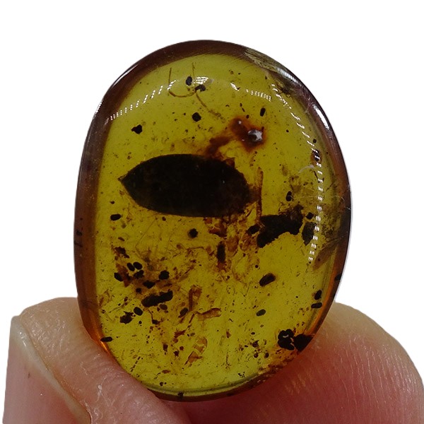 Semilla y coprolitos - Imagen 6