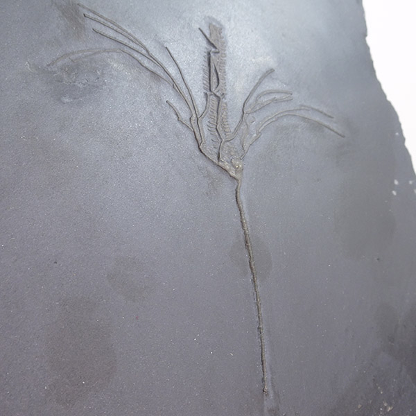 Parisangulocrinus zaeformis - Imagen 3