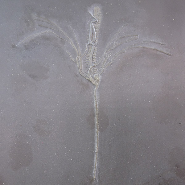 Parisangulocrinus zaeformis