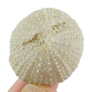 Schizechinus duciei