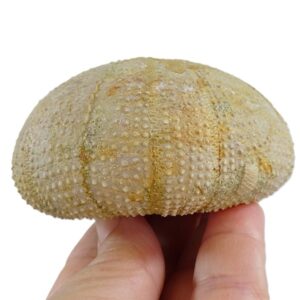 Schizechinus candeli