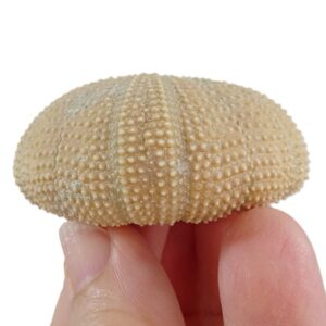 Schizechinus serialis
