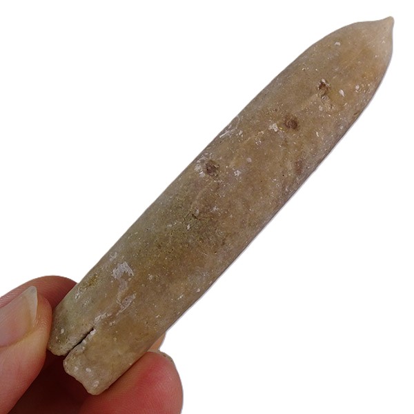Belemnellocamax mammillatus - 画像 (4)