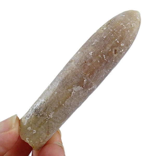 Belemnellocamax mammillatus - 画像 (4)