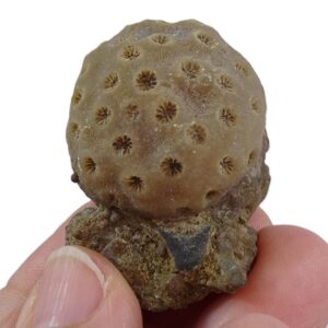 Stylina tubulifera