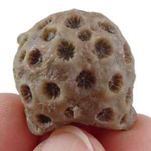 Stylina tubulifera