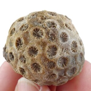 Stylina tubulifera