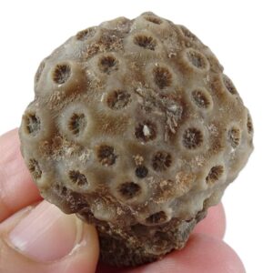 Stylina tubulifera