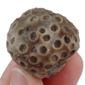 Stylina tubulifera